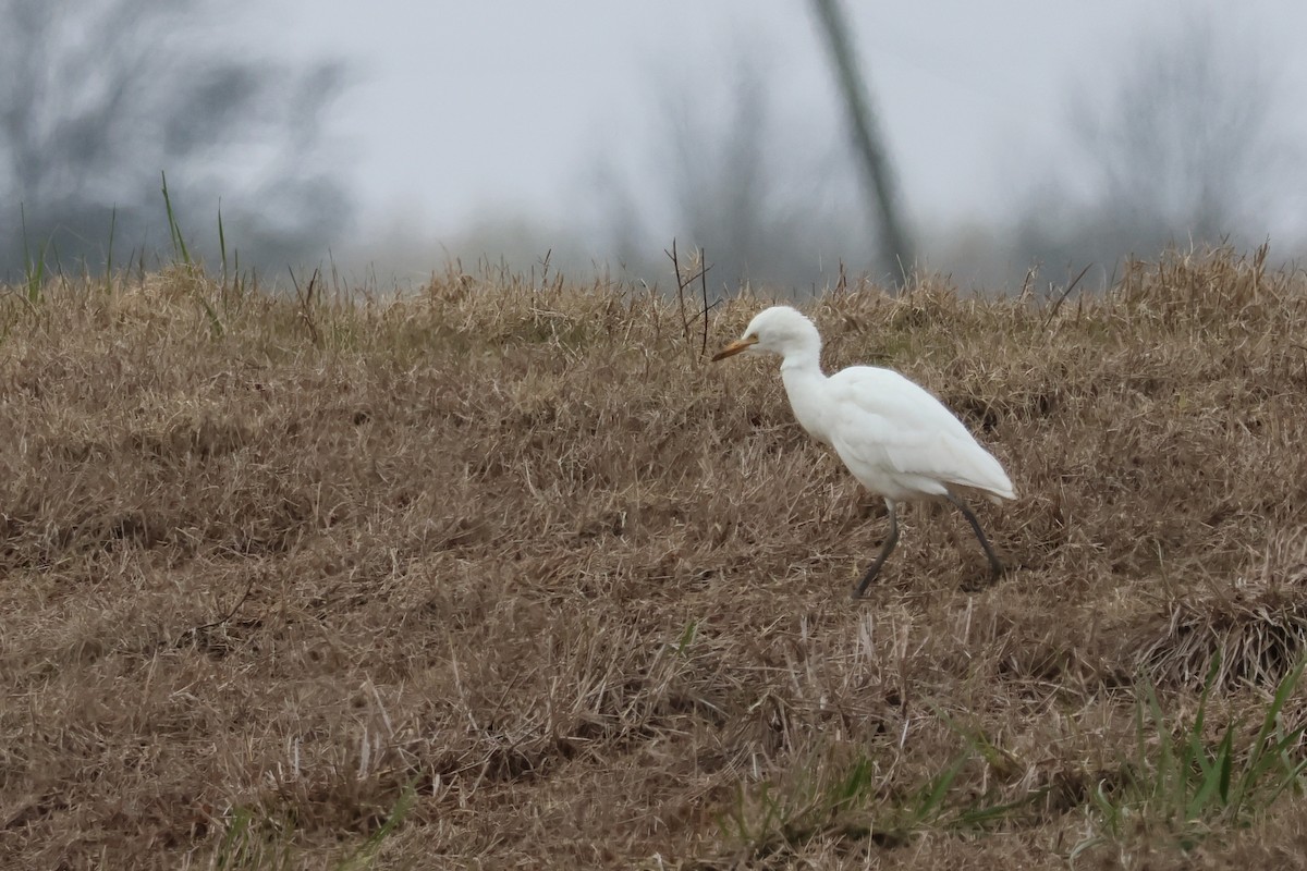 Sığır Balıkçılı - ML646538177