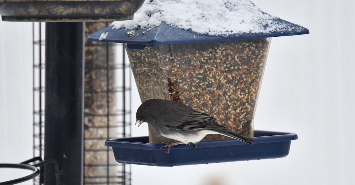 Winterammer - ML646538178