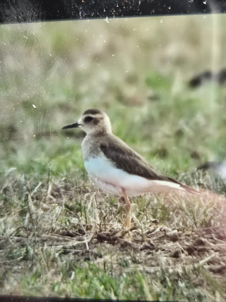 Oriental Plover - ML646538180