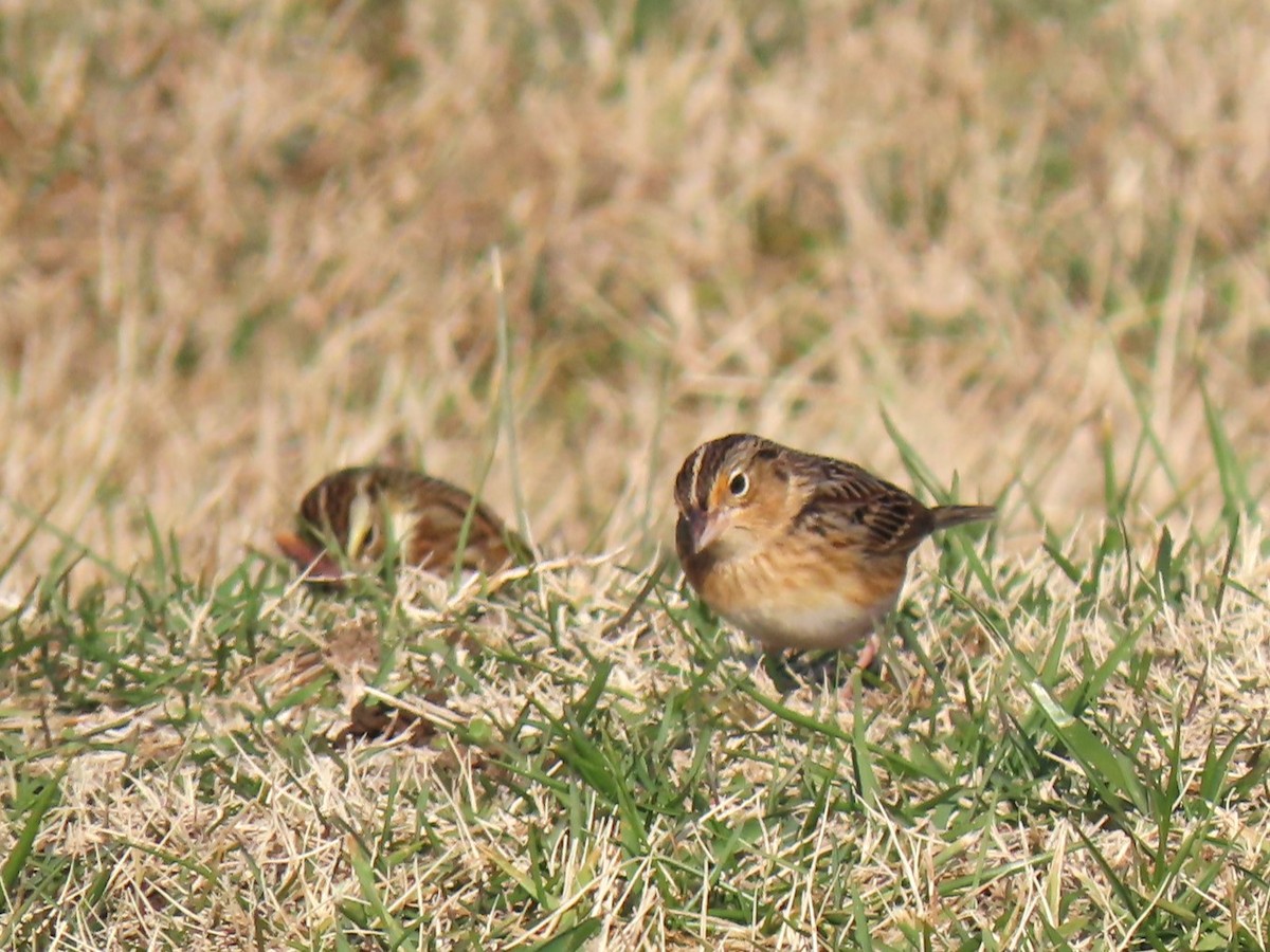 Grasshopper Sparrow - ML646538181