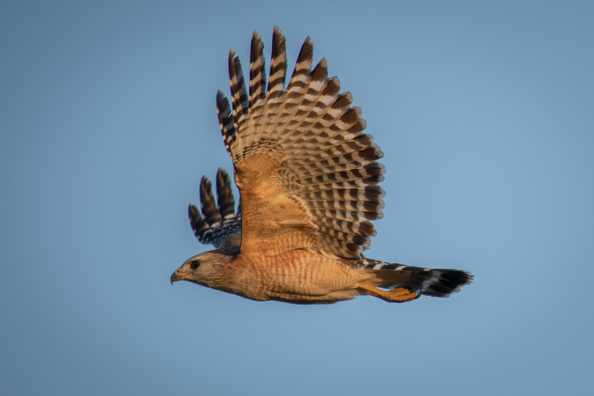 káně páskovaná - ML646538182