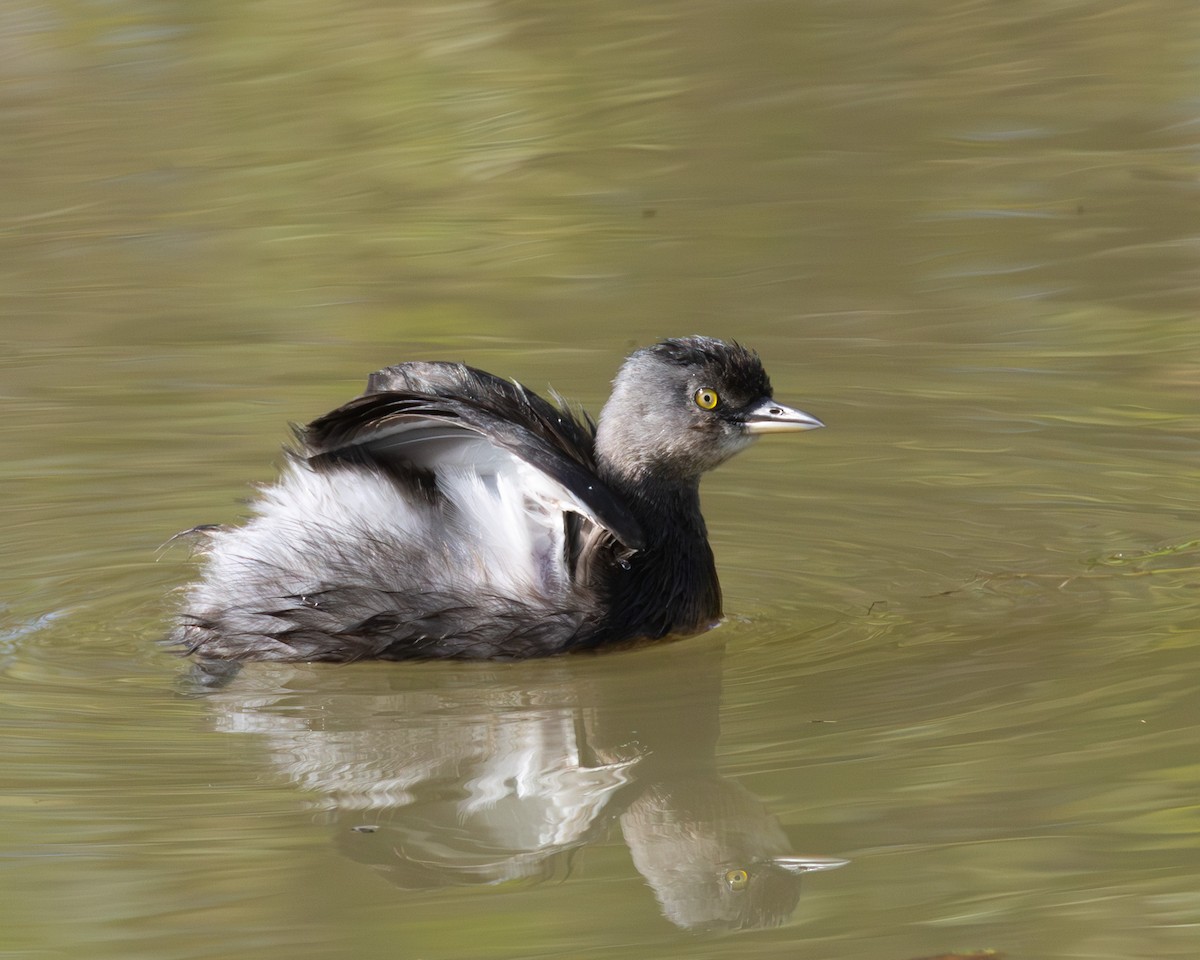 Least Grebe - ML646538185
