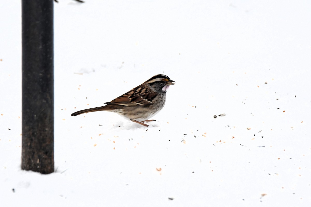 Weißkehlammer - ML646538186