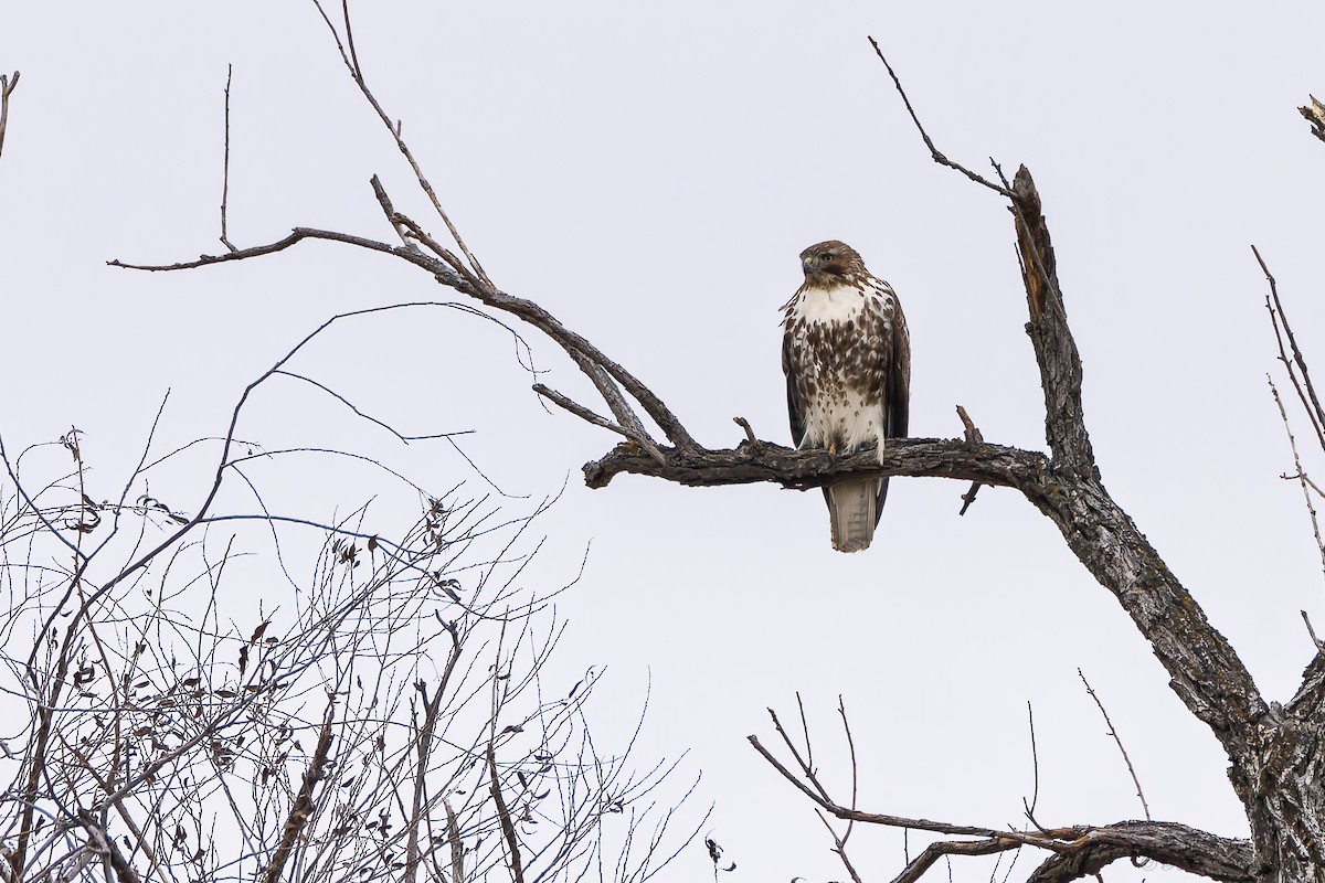 Red-tailed Hawk - ML646538187