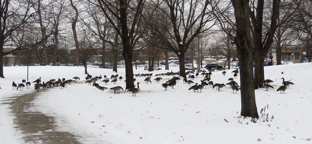 Canada Goose - ML646538191