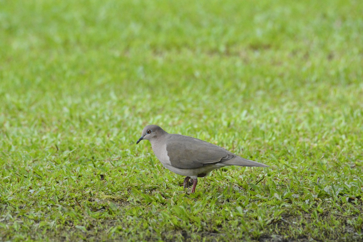 Mavi Halkalı Kumru - ML646538196