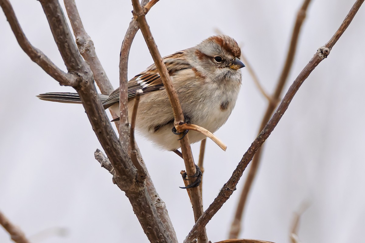 American Tree Sparrow - ML646538197