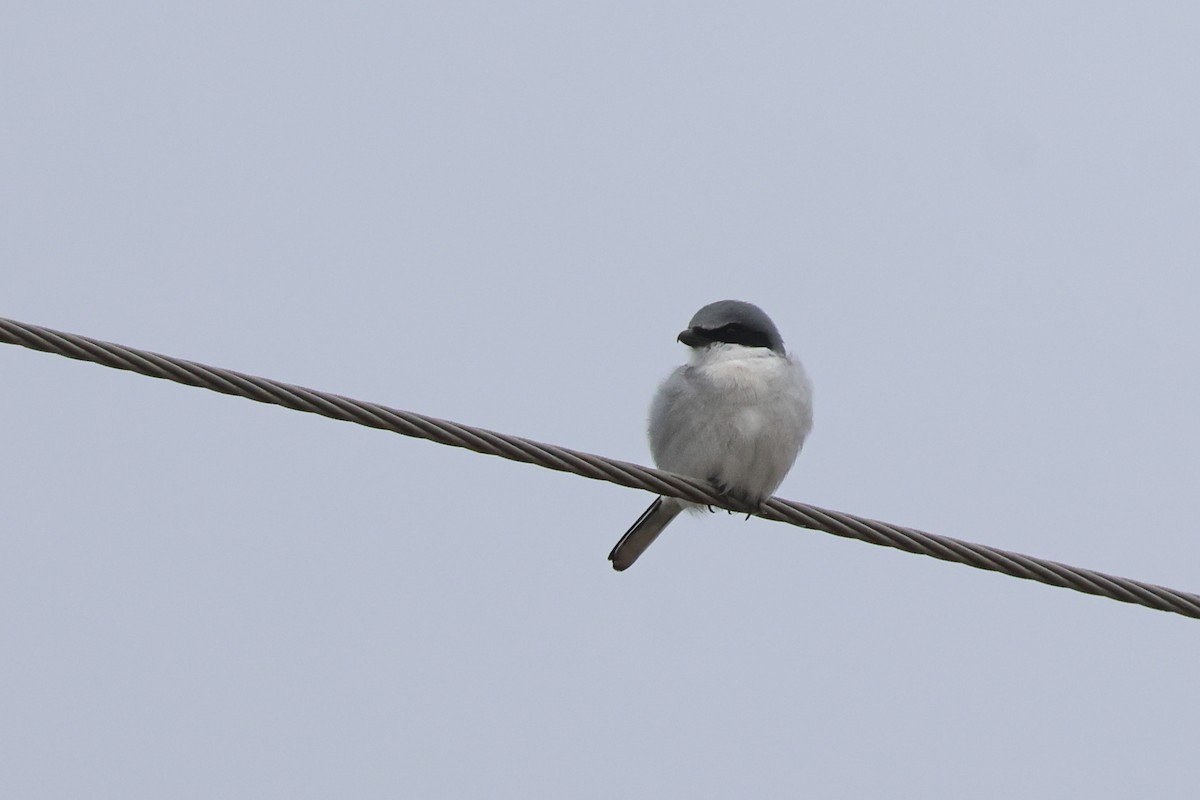 Loggerhead Shrike - ML646538198