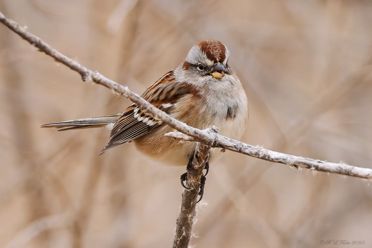 American Tree Sparrow - ML646538199