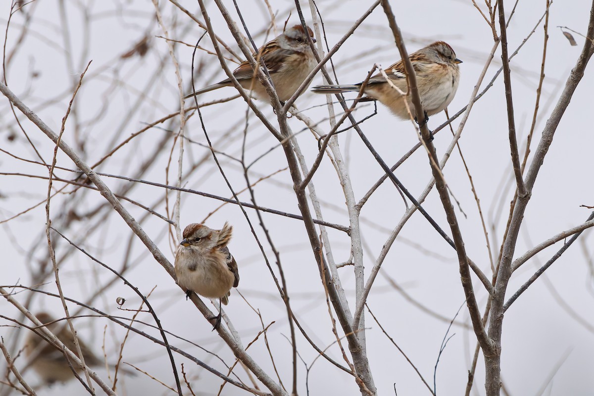 American Tree Sparrow - ML646538201