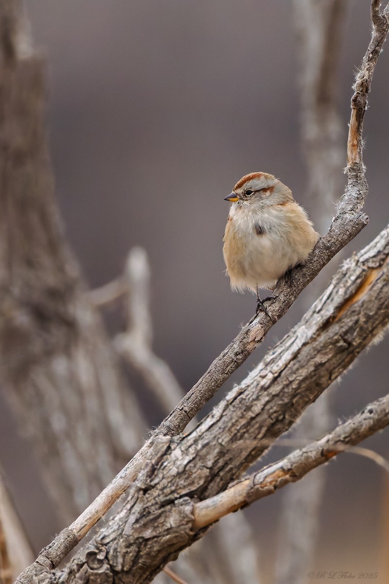 American Tree Sparrow - ML646538202