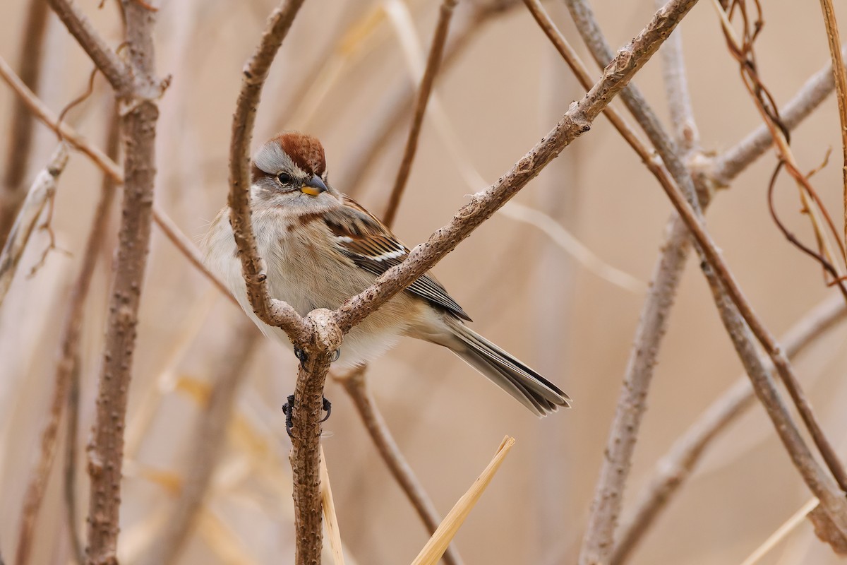 American Tree Sparrow - ML646538203