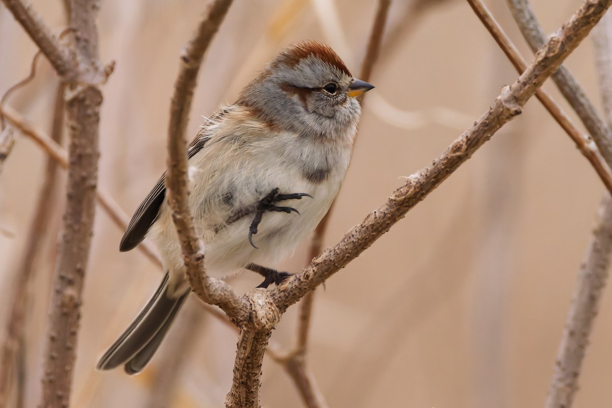 American Tree Sparrow - ML646538204