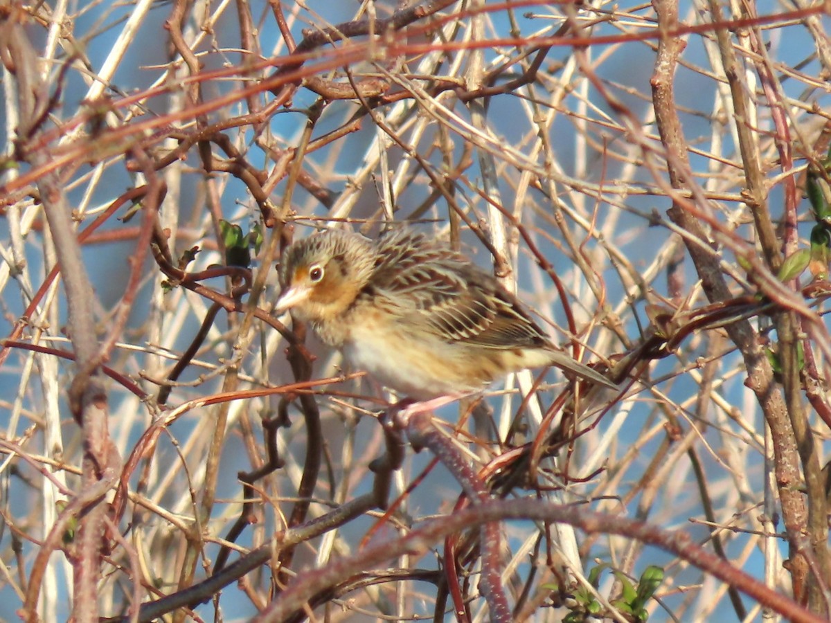 Grasshopper Sparrow - ML646538205