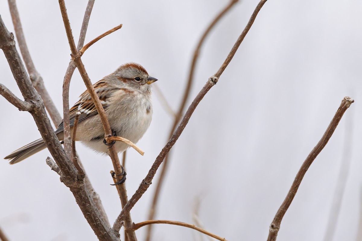 American Tree Sparrow - ML646538206