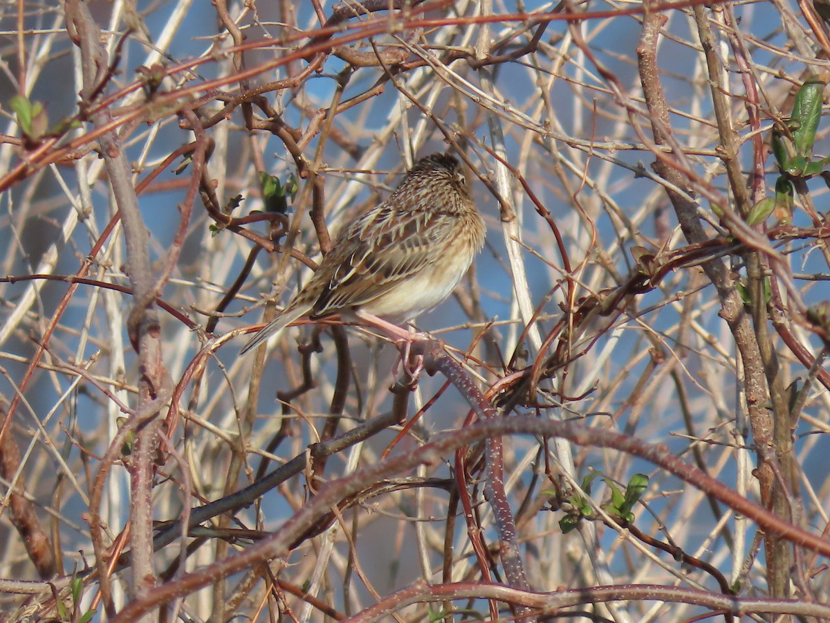 Grasshopper Sparrow - ML646538208
