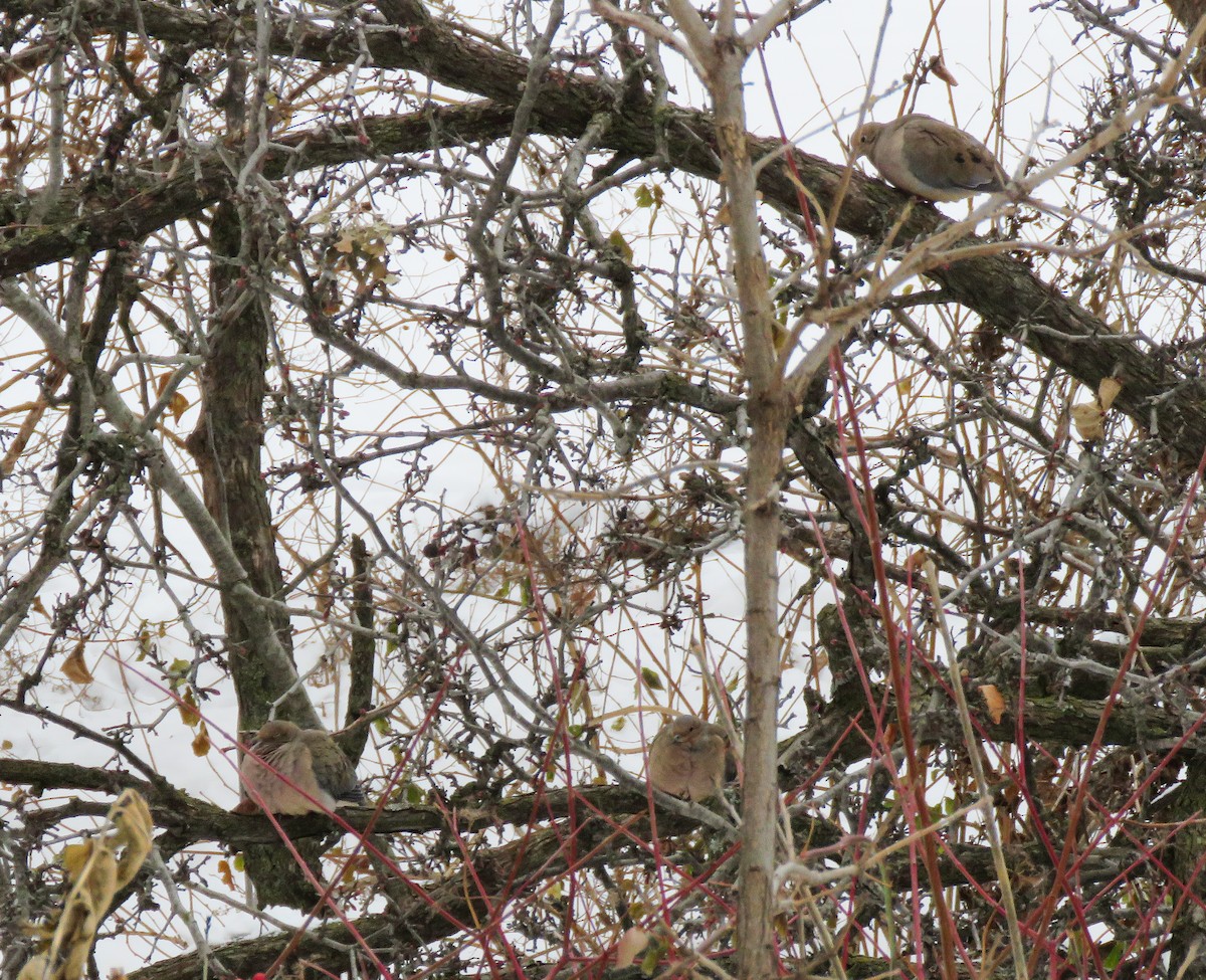 Mourning Dove - ML646538209