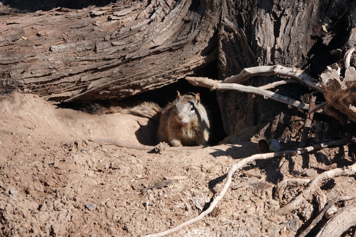 Animals - ML646538211