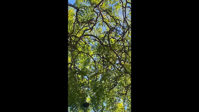 Black-throated Gray Warbler - ML646538215