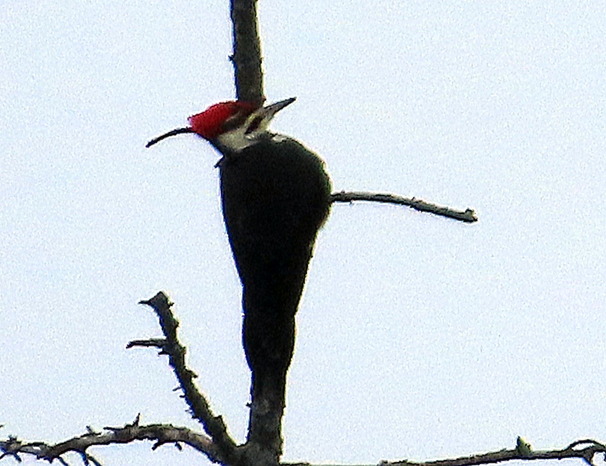 Pileated Woodpecker - ML646538218
