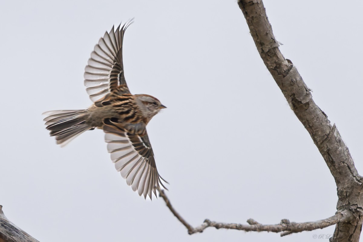 American Tree Sparrow - ML646538219