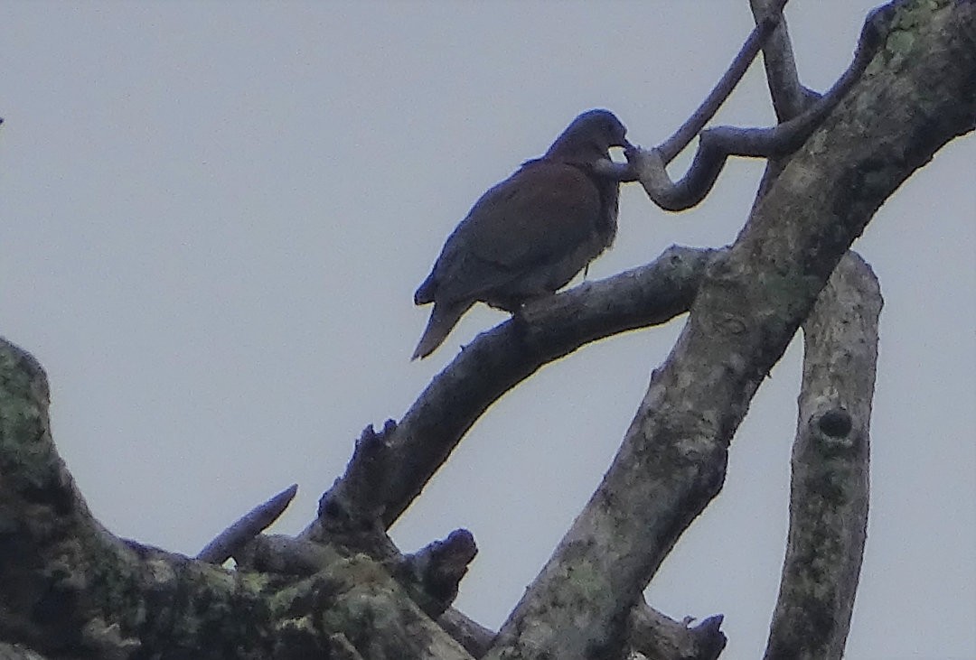 Pale-vented Pigeon - ML646538220