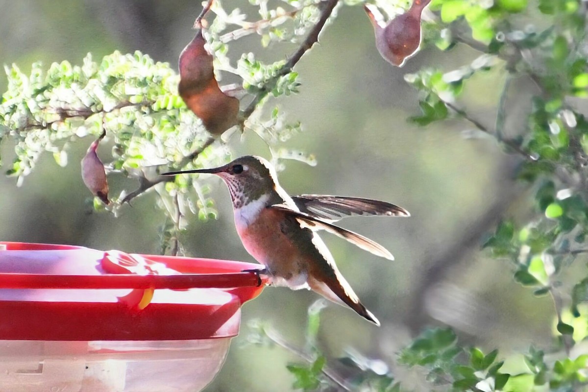 Rufous Hummingbird - ML646538223