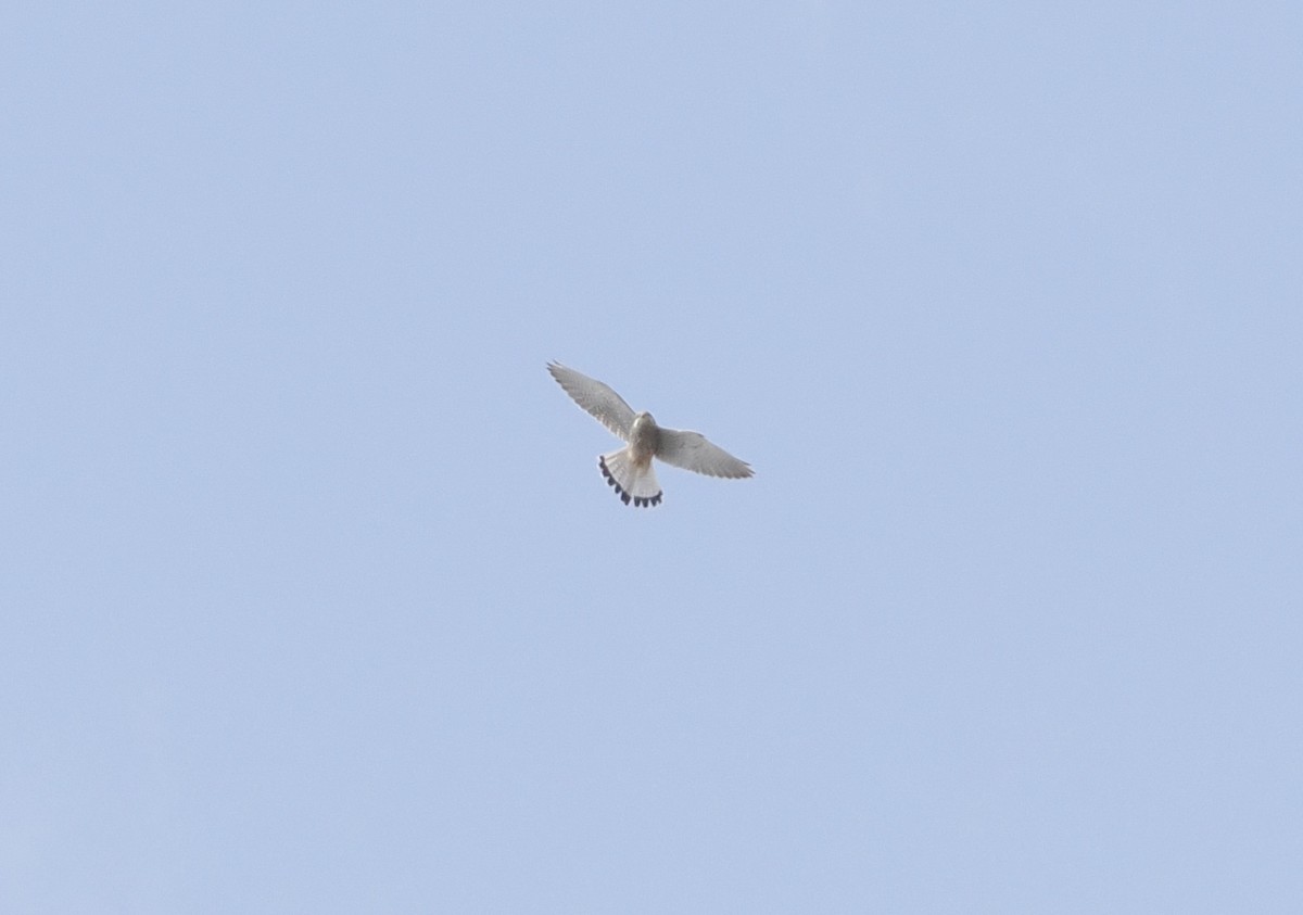 Eurasian Kestrel - ML646538224