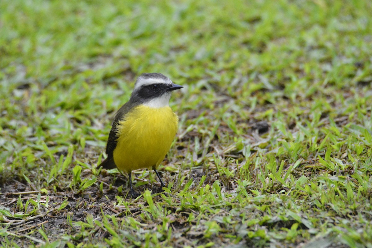 Sosyal Tiran - ML646538225