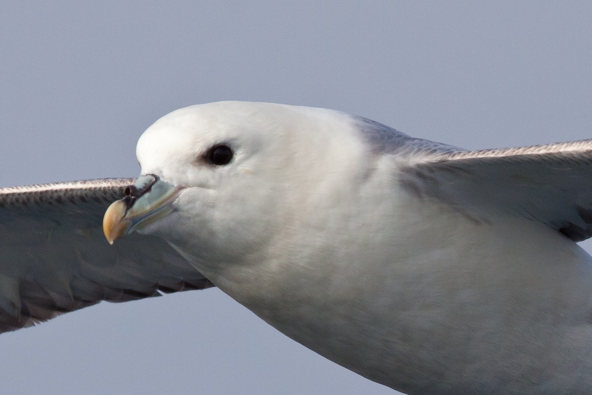 Northern Fulmar - ML646538227