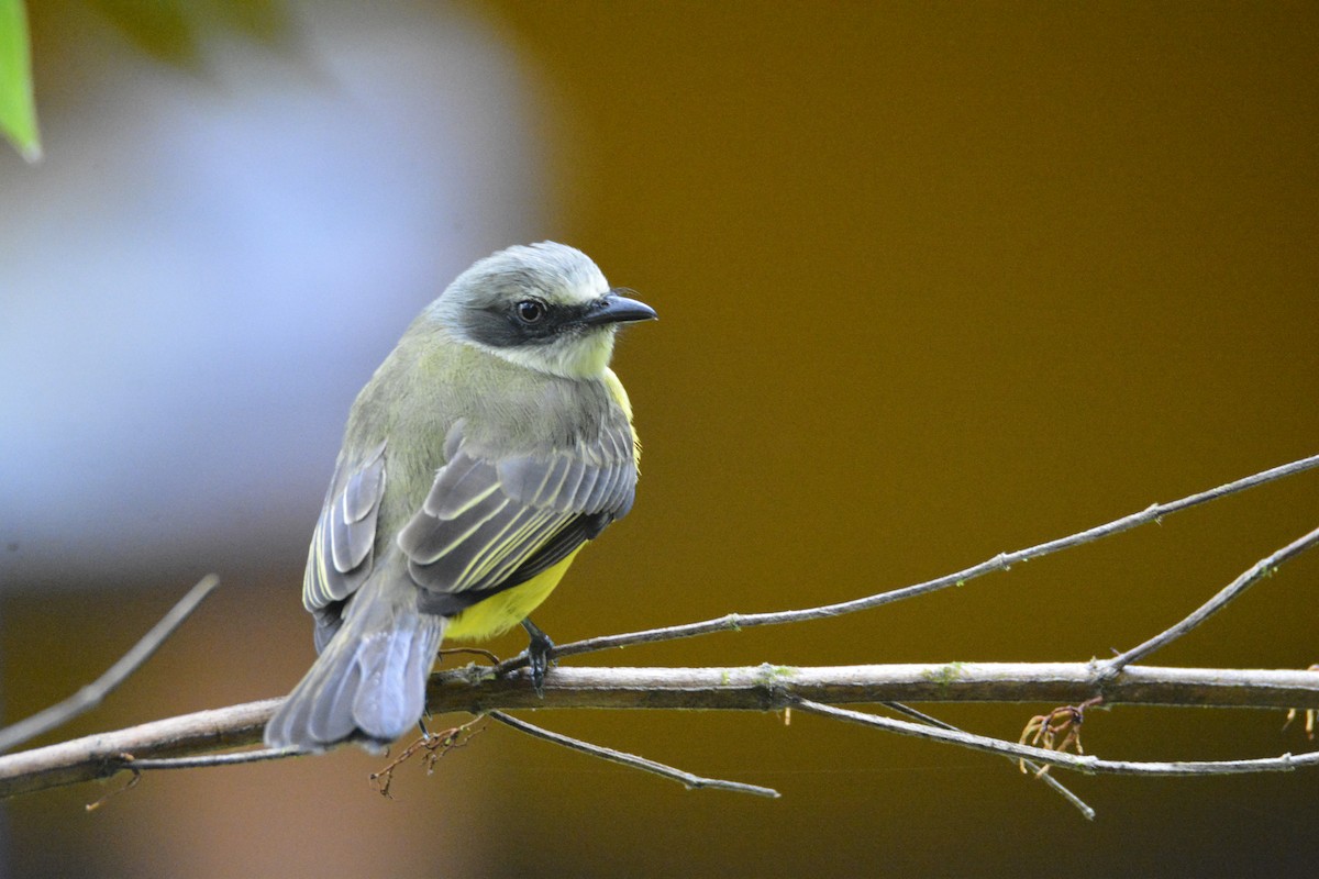 Boz Başlı Tiran - ML646538228