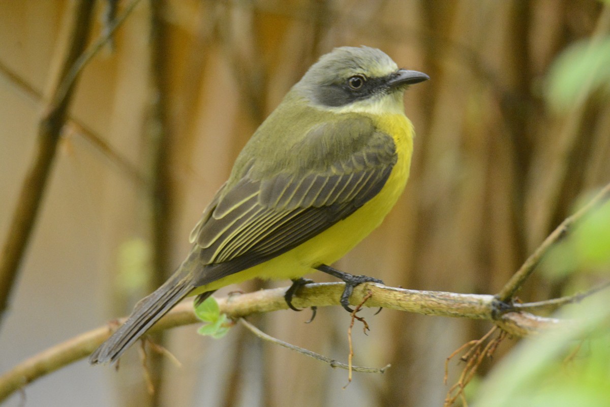 Boz Başlı Tiran - ML646538229