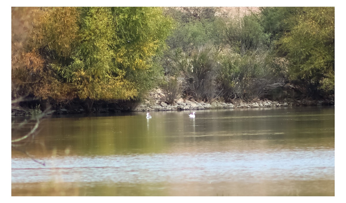 Snow Goose - ML646538230