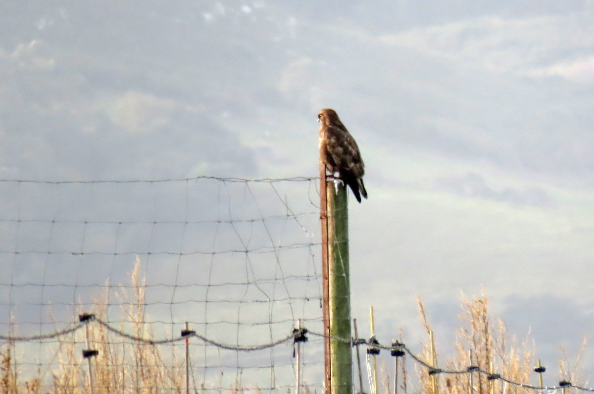 Common Buzzard - ML646538231