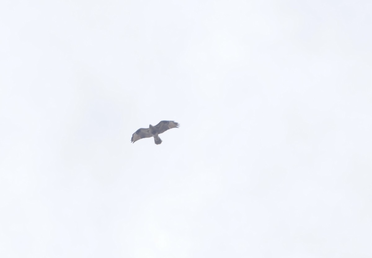 Eastern Buzzard - ML646538234
