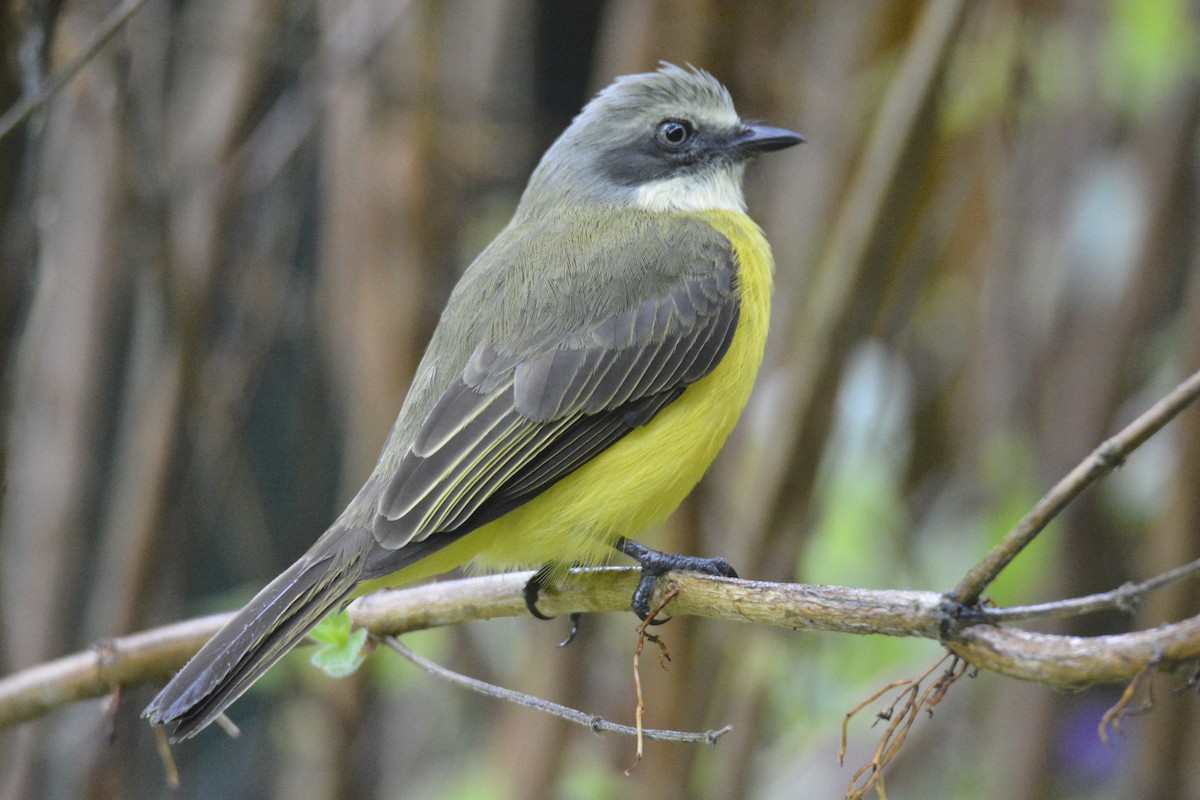 Boz Başlı Tiran - ML646538235