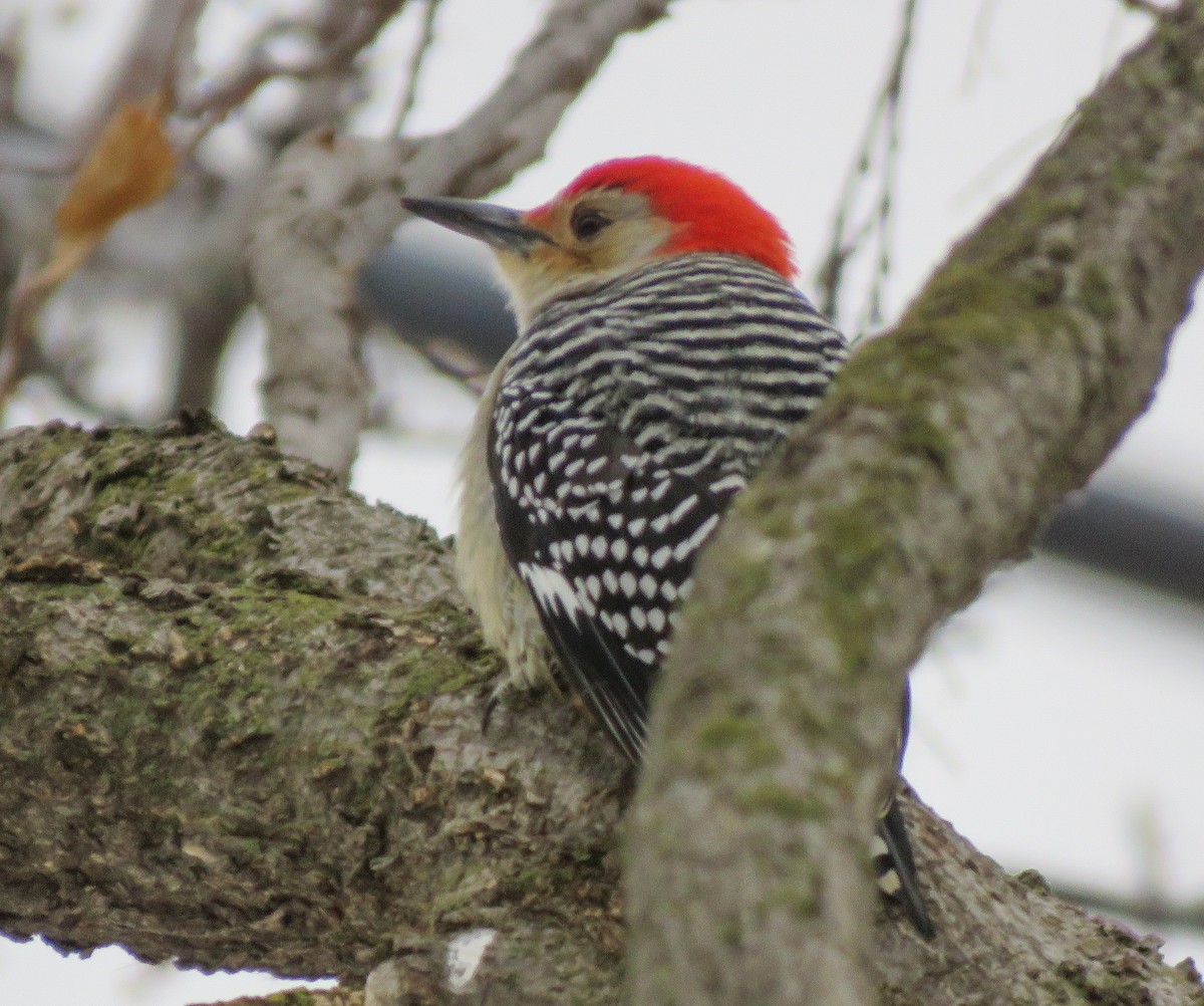 Red-bellied Woodpecker - ML646538236