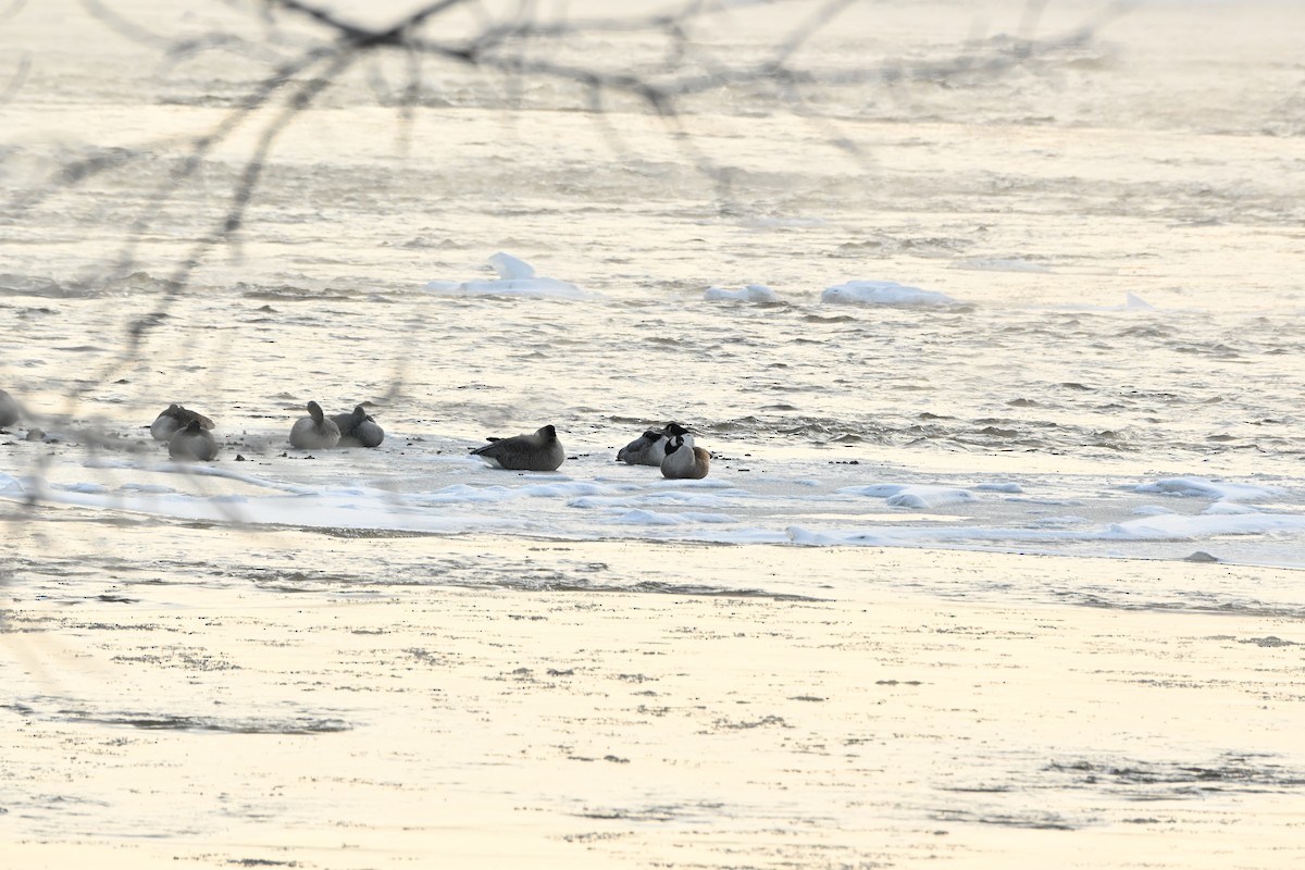 Canada Goose - ML646538238