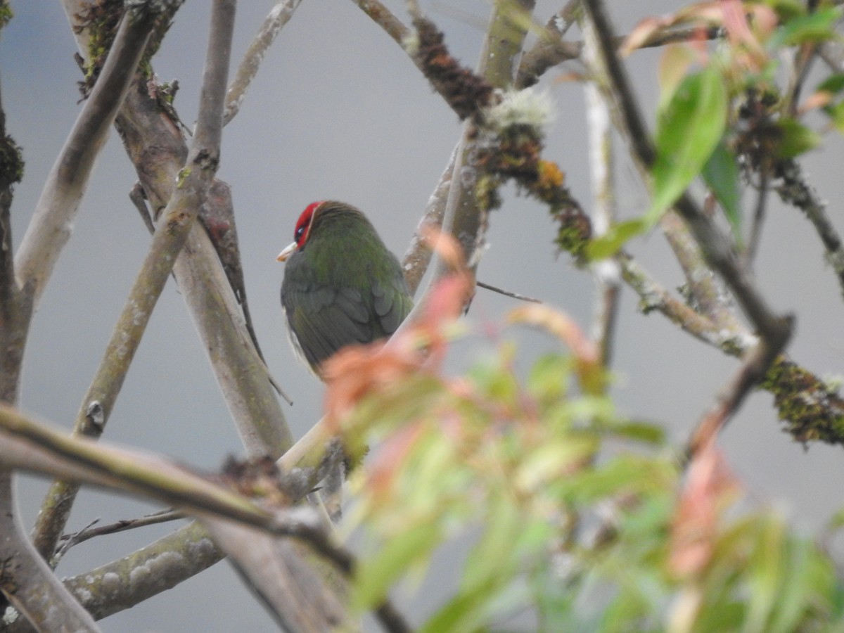 Red-headed Barbet - ML646538239