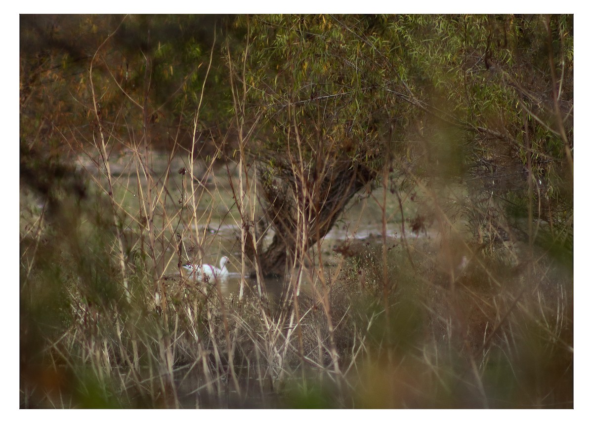 Snow Goose - ML646538245