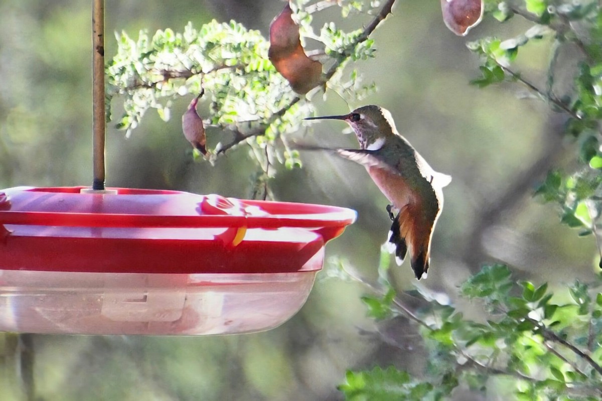Rufous Hummingbird - ML646538247