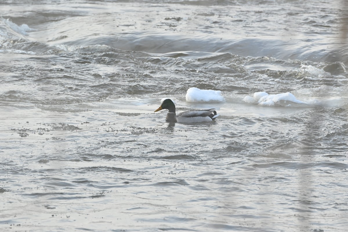 Mallard - ML646538248