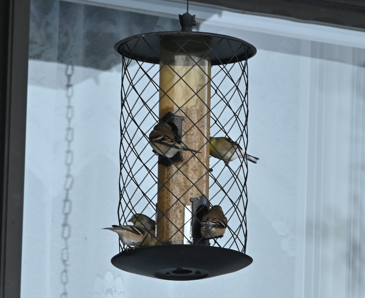 American Goldfinch - ML646538250