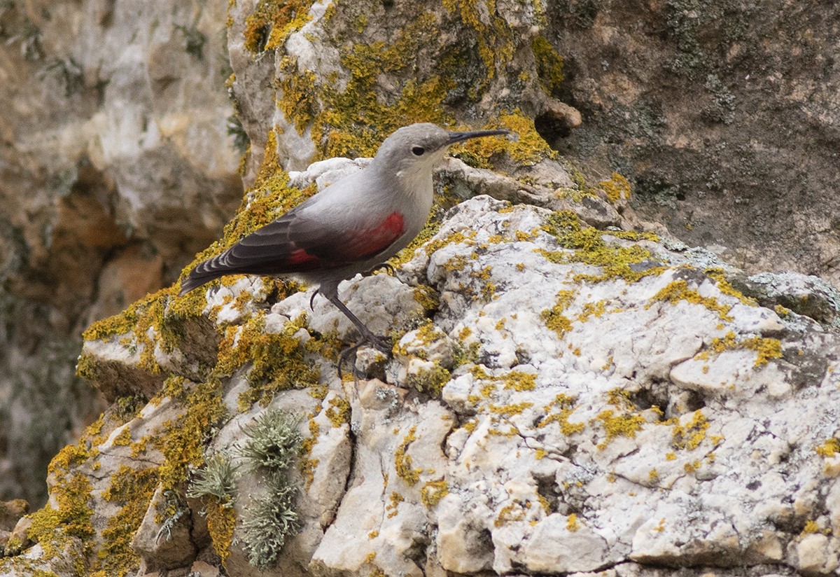 Wallcreeper - ML646538253