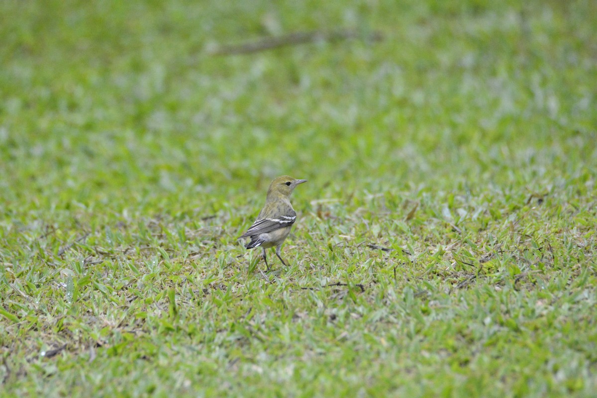 Kestane Gerdanlı Ötleğen - ML646538256