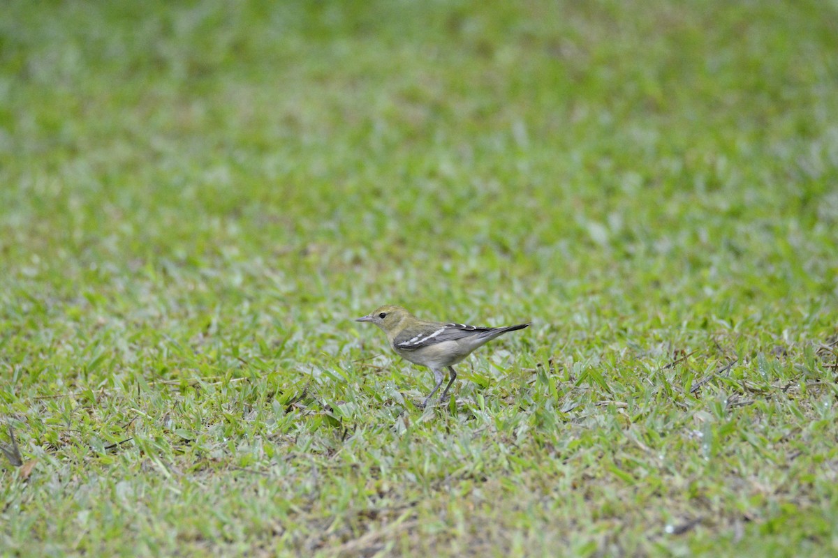 Kestane Gerdanlı Ötleğen - ML646538257