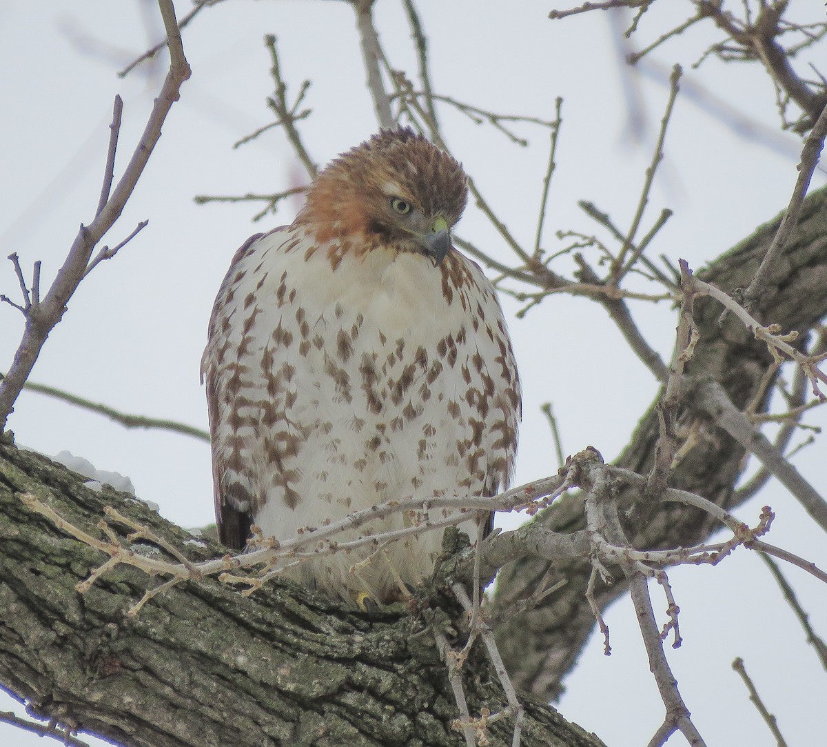 Red-tailed Hawk - ML646538258