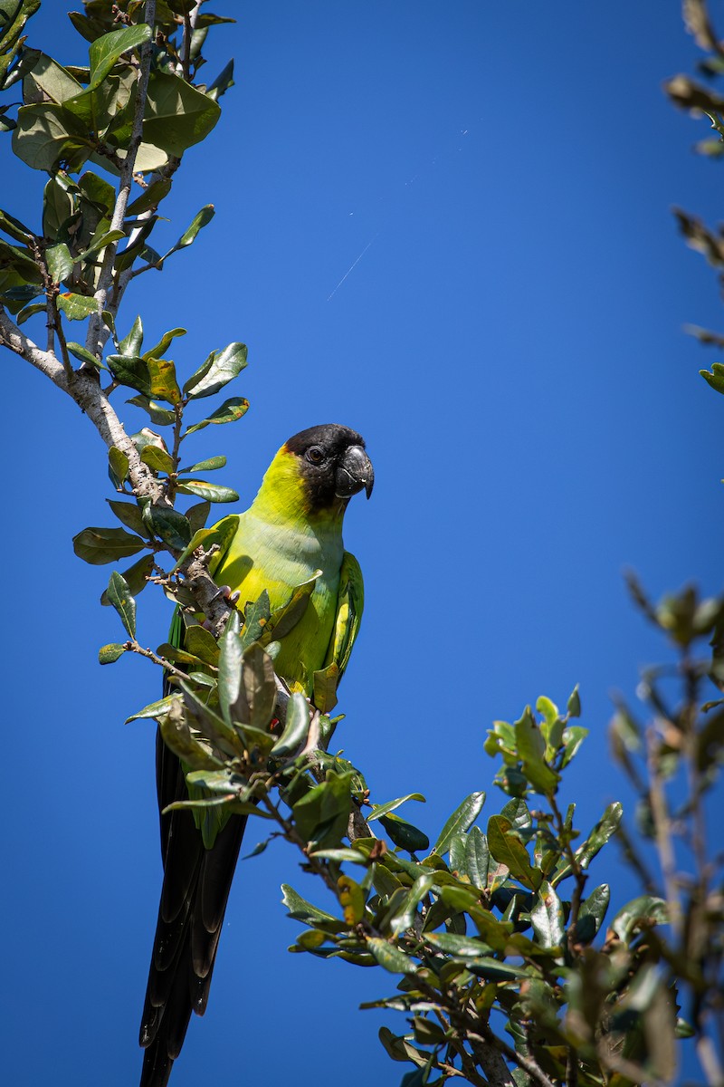 Nanday Parakeet - ML646538260