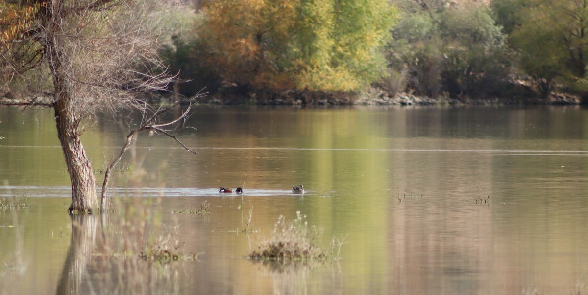 Northern Shoveler - ML646538261