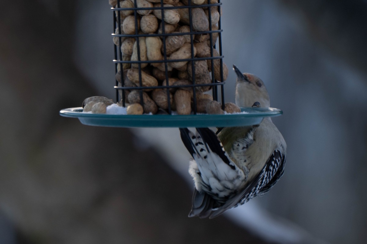 Red-bellied Woodpecker - ML646538263